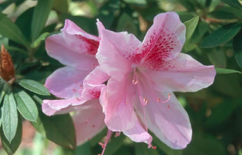 Rhododendron indicum /